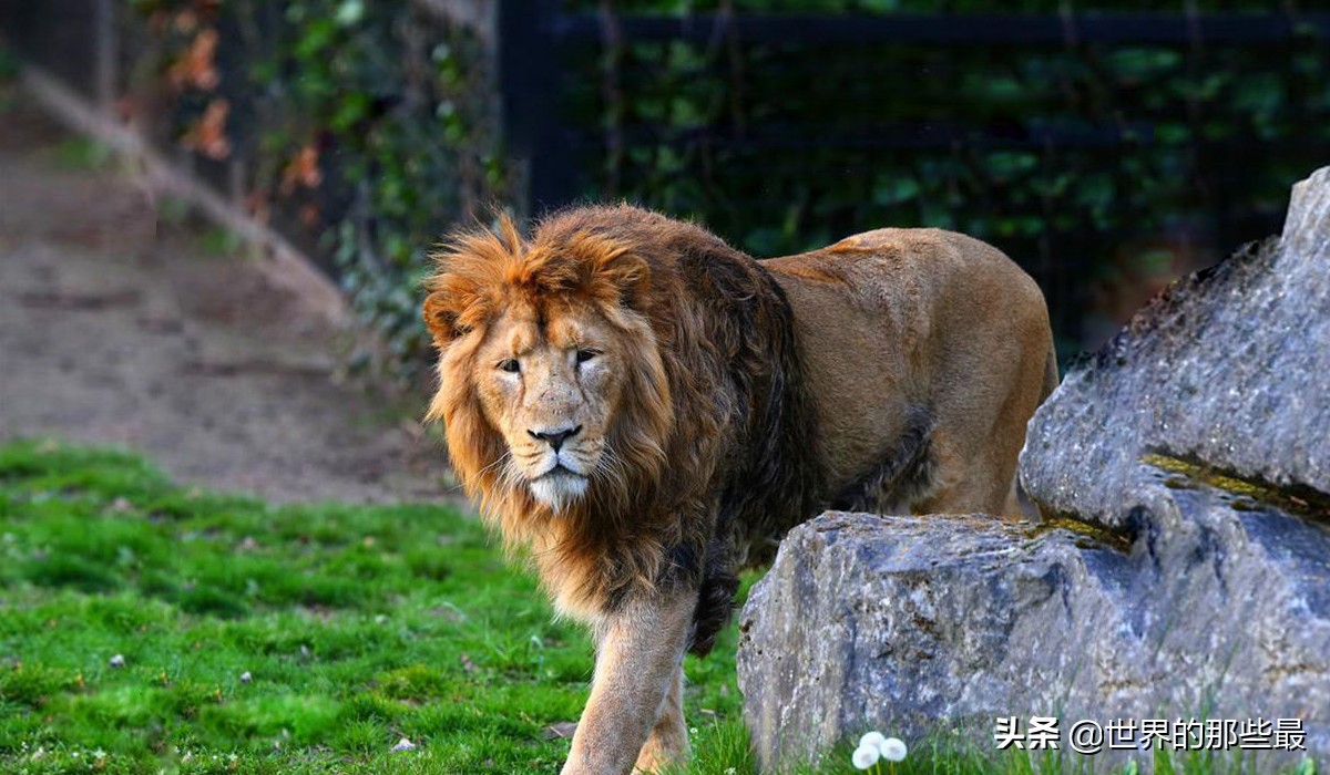 原来狮子和老虎实力相差那么多,最强狮子和最强老虎哪个更强