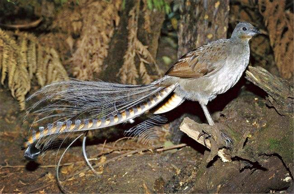 热带雨林最可怕会飞的鸟,山里常见的尾巴很长的鸟