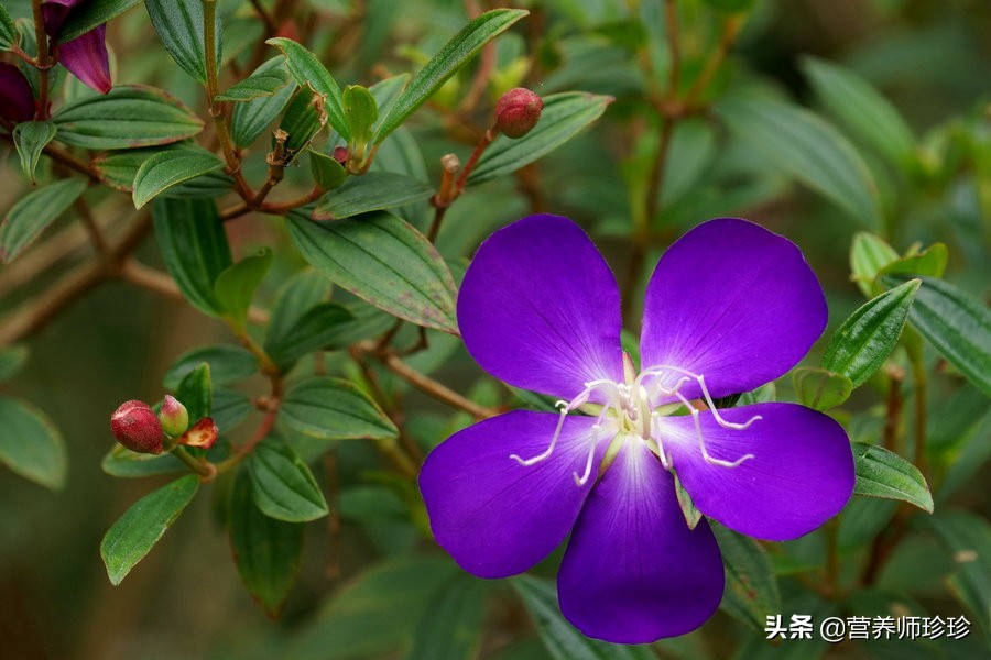 花开似牡丹，果实曾是儿时的零食，根部价值高，只是很多人不知道