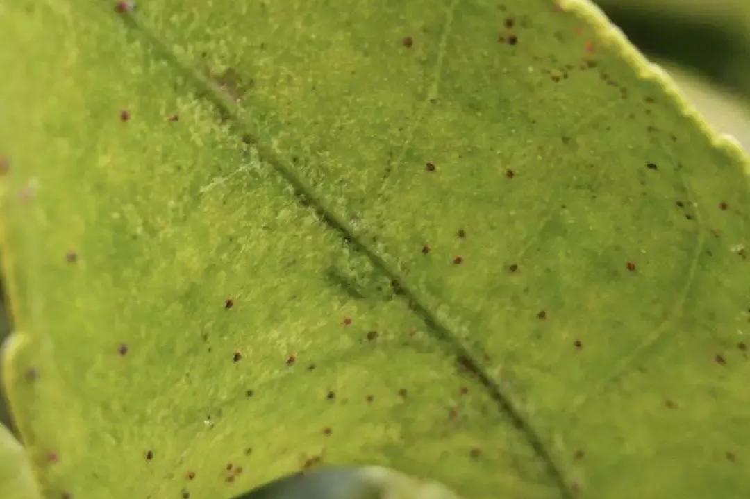 柑橘叶面上红色的虫子,柑橘嫩叶有虫子打什么药