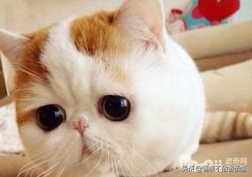 猫尿味怎么彻底去除衣服上的,地板砖上的猫尿味怎么去除