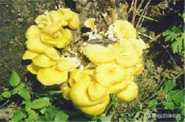 榆黄蘑高效栽培教程,榆黄蘑工厂化栽培技术