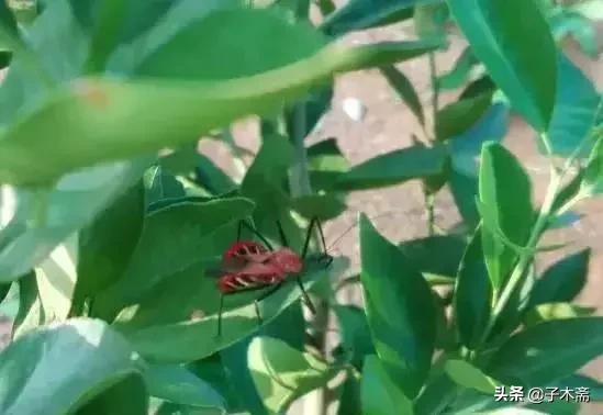 幼果期虫害,防止果树生虫子小妙招