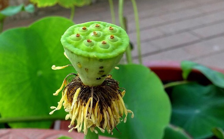 庭院养殖荷花怎么才能开花,有院子养什么花