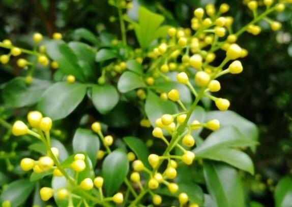 米兰冬季保温,米兰怎么养护保温