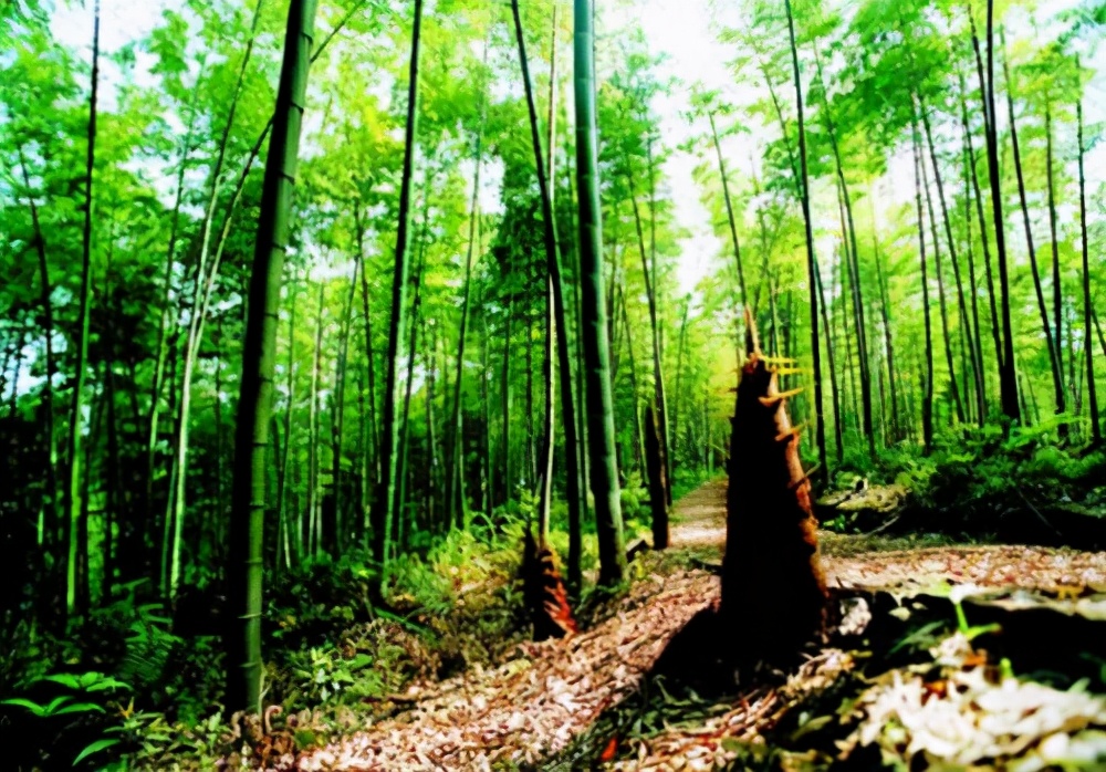 梁平土特产竹笋,重庆忠县正宗竹笋干