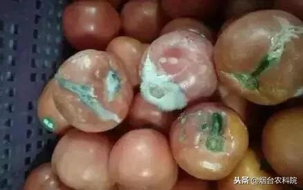 番茄烂果专用药,番茄烂用什么药