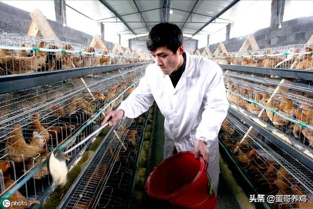 湿度不当对家禽有3大危害！养殖户掌握这3点，减少鸡群呼吸道病