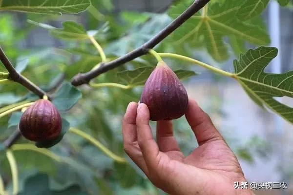 无花果有什么功效专家回答,无花果的秘密