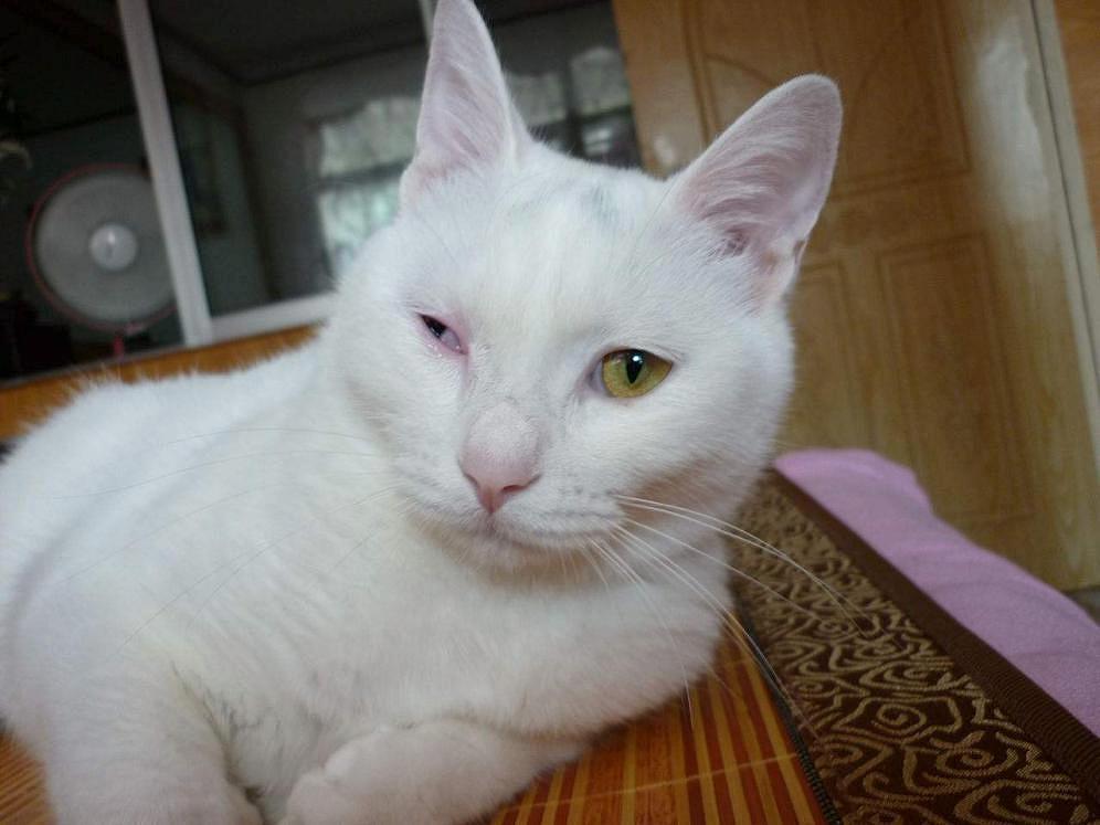 猫咪为什么变得异常警惕,猫哮喘和猫咳嗽怎么区分