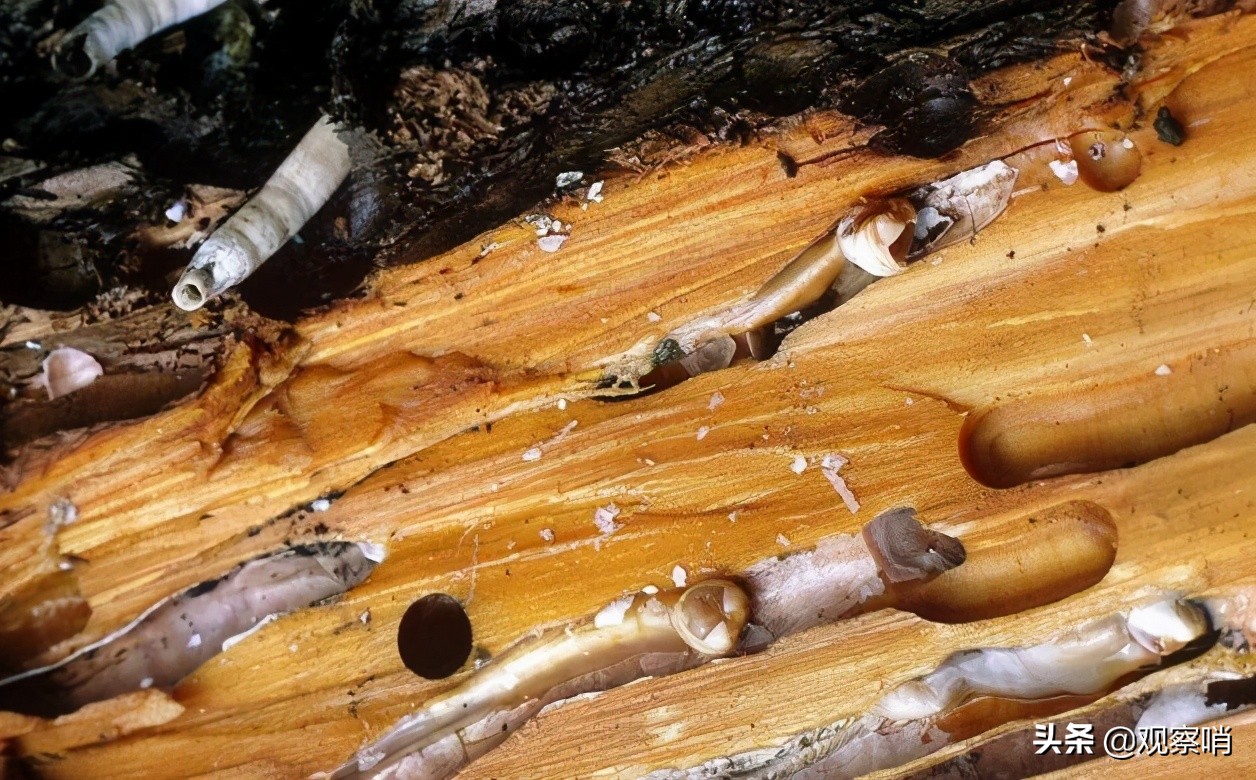 美国海军清理藤壶,美国的航母怎么处理藤壶