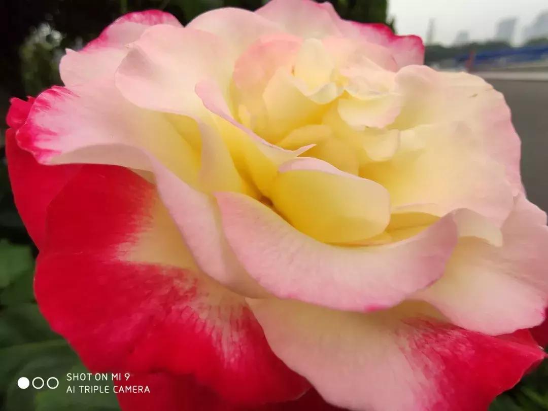 小米9发布会雷军怼华为手机,小米9雷军拍月亮