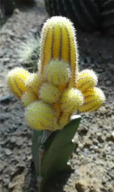 “常年丑貌君不问，一日花红万户惊”——仙人掌的产地及精品赏析