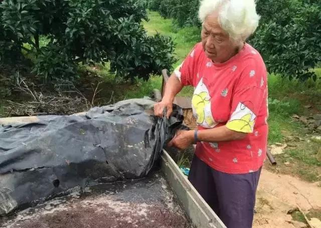 酵素肥料骗局,橙子酵素肥料