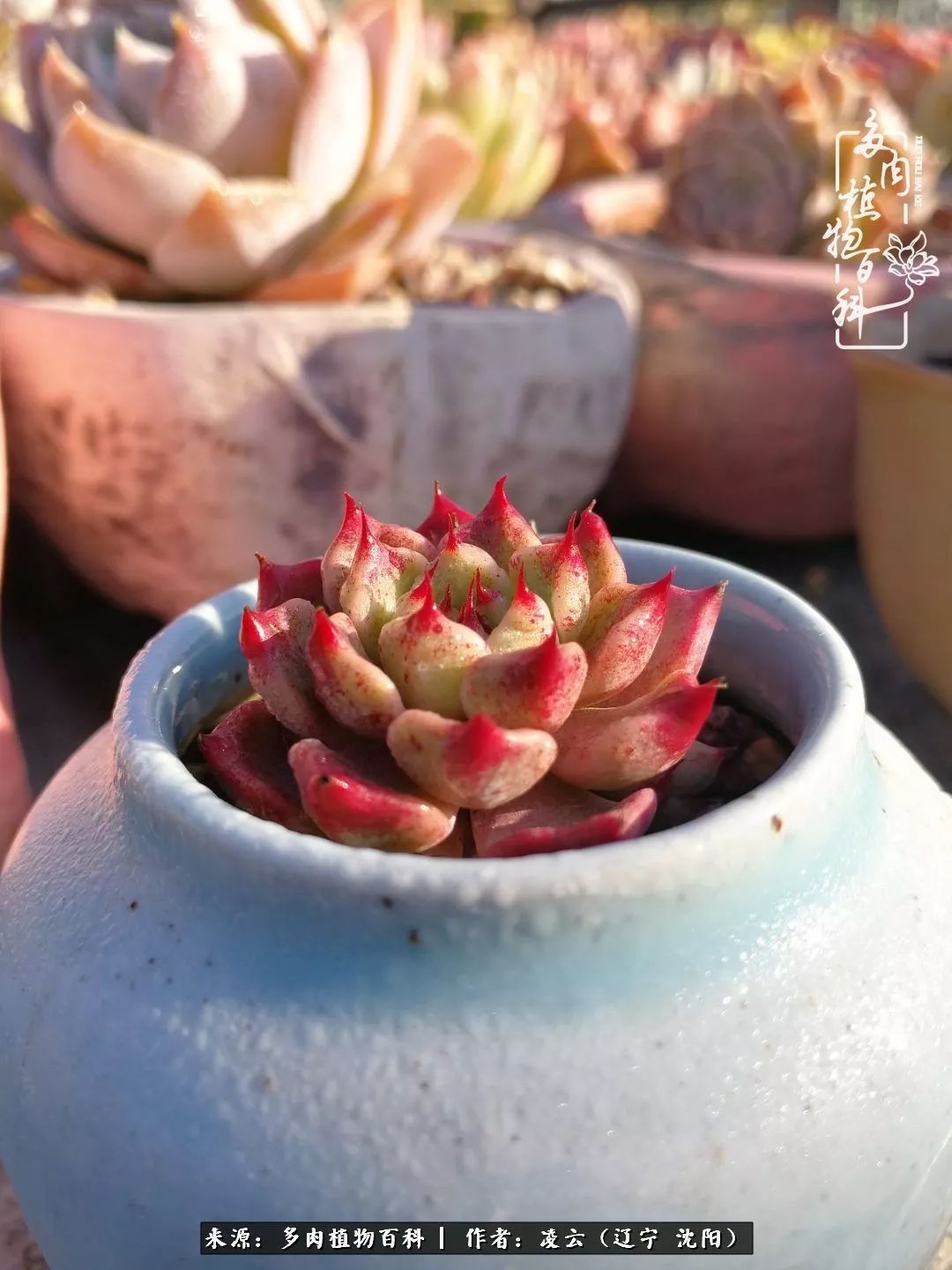 秋闲赏多肉,话育儿,亲生的自家娃,总有一刻让你怦然心动