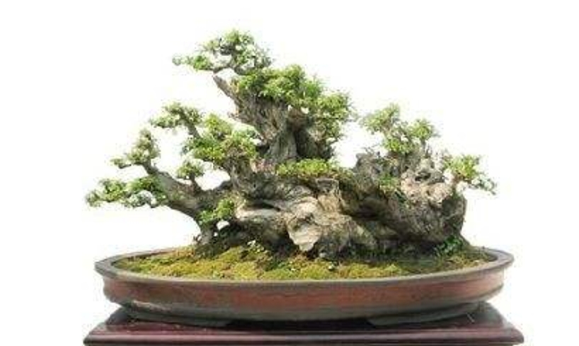 农村山上制作盆景的老树桩,农村盆景原材料