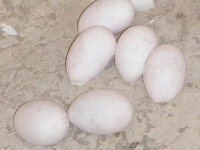 黑水虻成虫怎么养殖孵化,黑水虻养殖虫蛹孵化管理