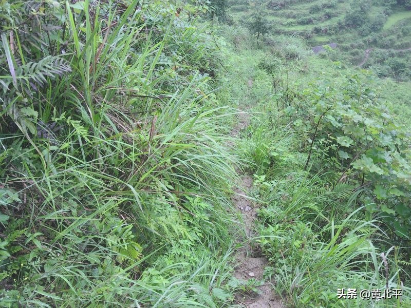 正安县何家山古道,贵州遵义安场古道