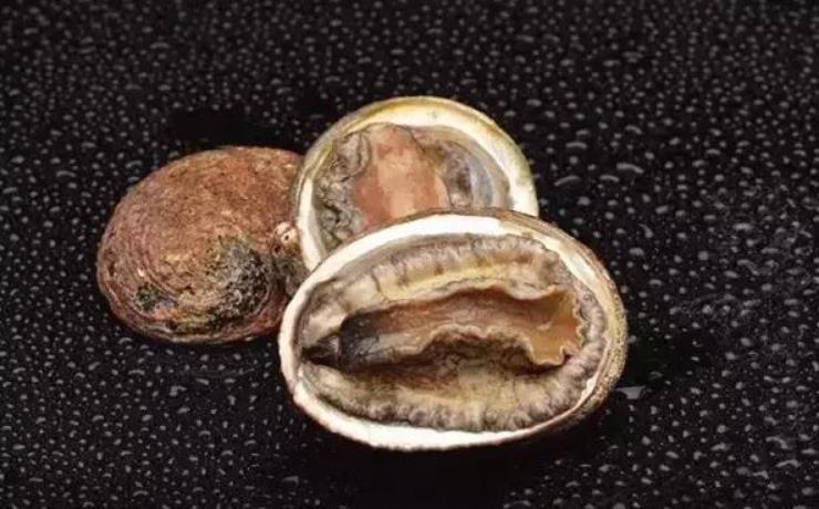 世界鲍鱼品种大全，你若知道其中5种，我叫你三声大哥