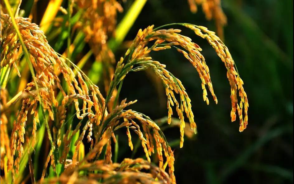 隆平高科旗下种业公司,隆平高科种子事件