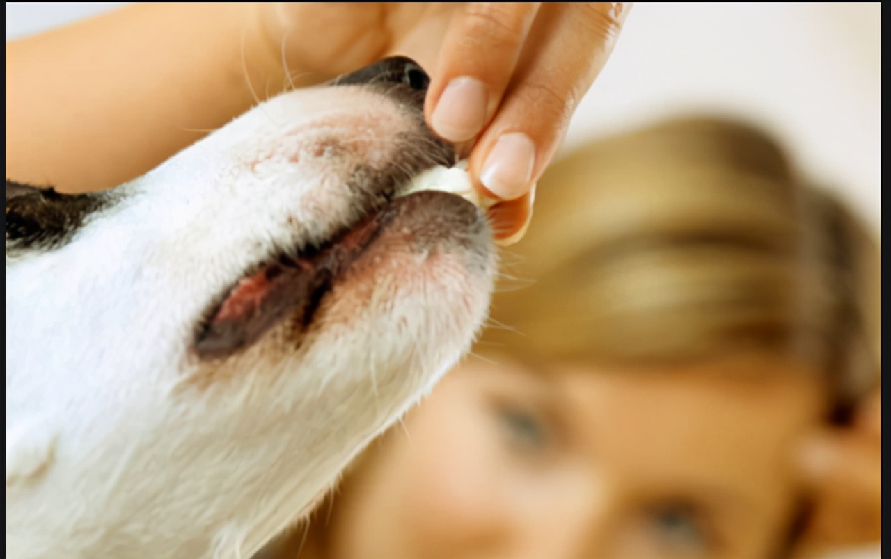 狗狗拉出来粪便黄色拉稀,狗狗拉黑稀屎