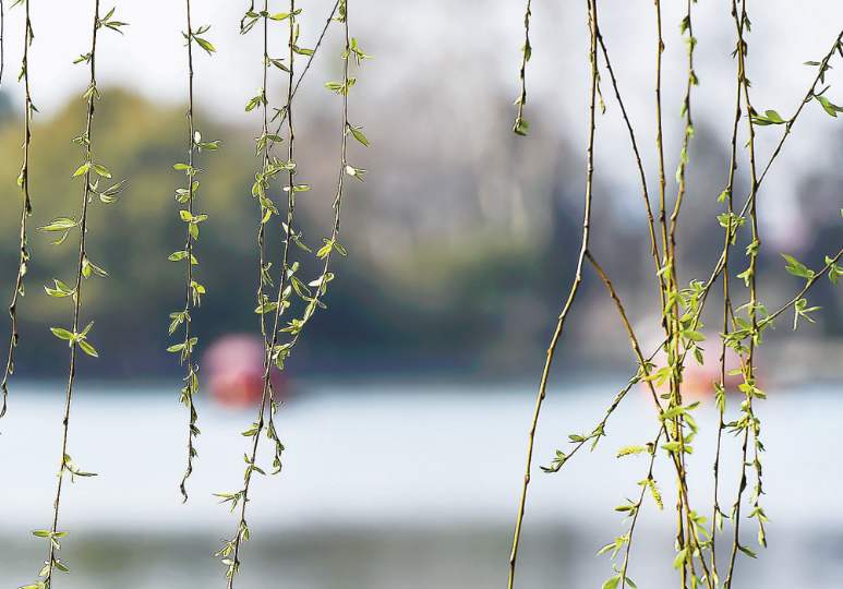 贺知章的所有写春天的古诗,贺知章幽默内涵经典诗词