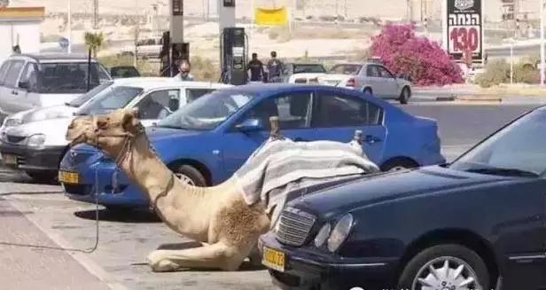 揭秘迪拜真实生活,国外生活真实记录迪拜