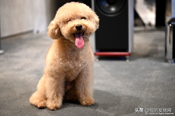 瑞士之声最新款5号音箱,瑞士之声aluminetwose音箱