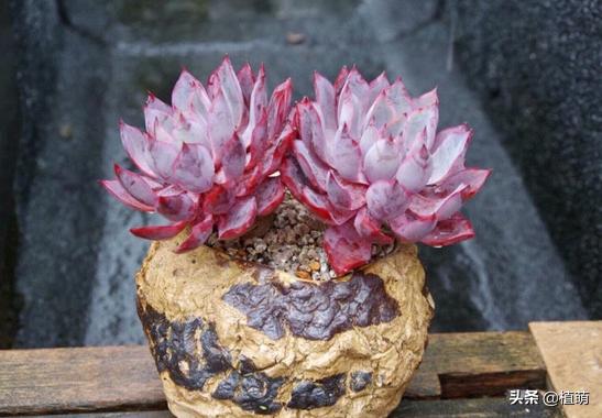 雨后的赫拉特别干净，颜值很赞，让多肉赫拉状态佳，无非做好6点