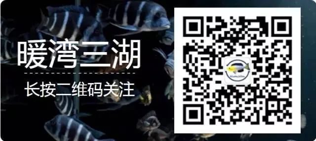 三湖慈鲷繁殖的条件,渔场繁殖三湖慈鲷