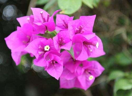 冻伤的三角梅还能施肥吗,三角梅花叶都冻伤了怎么办