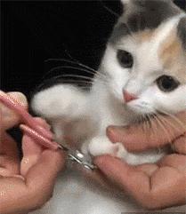 不能对猫咪做这三种事 (猫咪这三种行为一定要打)