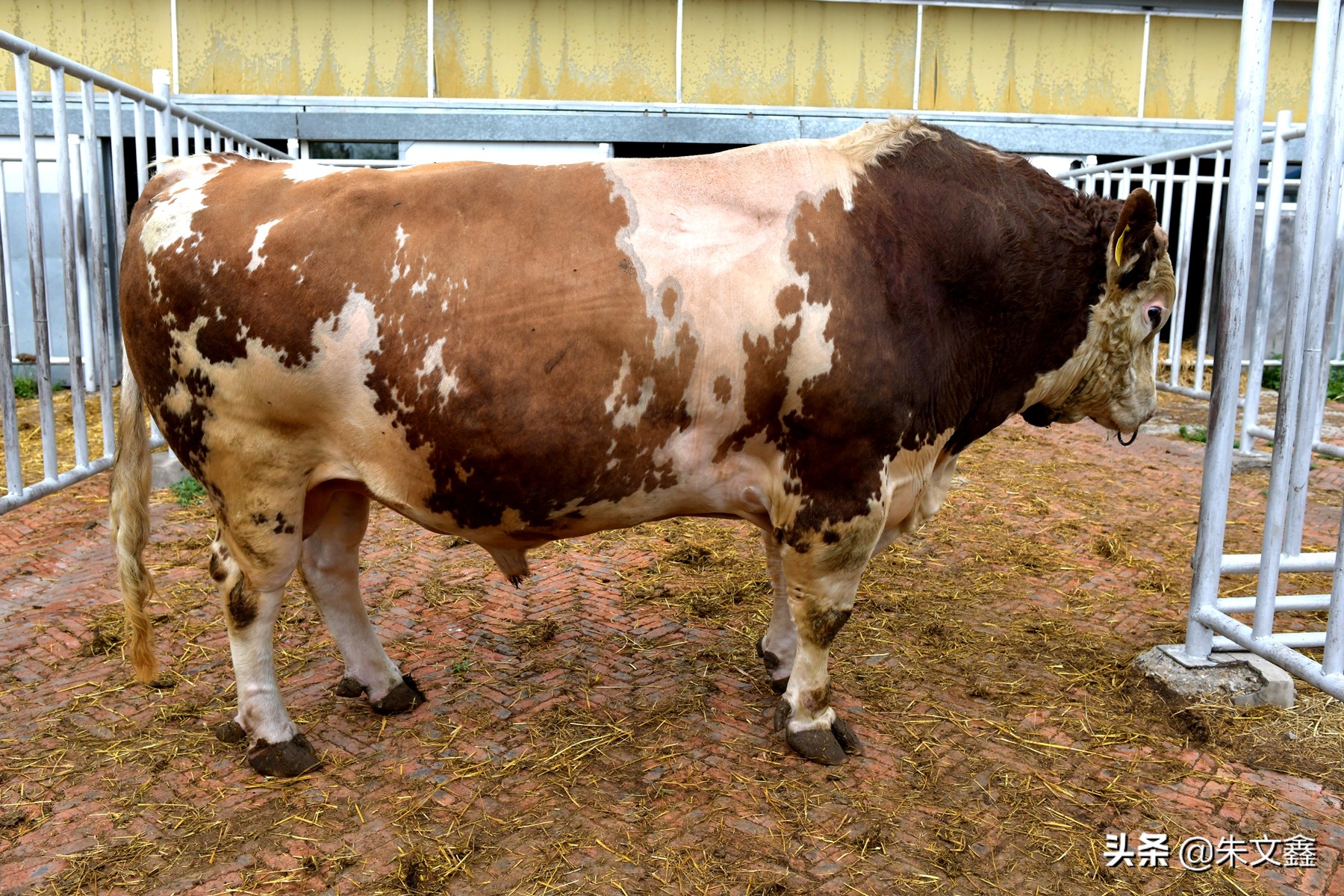 呼伦贝尔农垦纯牛奶三河牛,呼伦贝尔大草原三河牛
