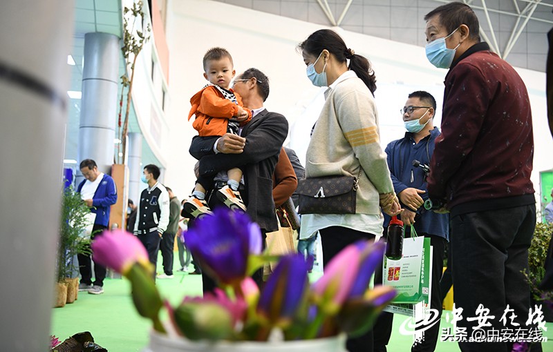 2020年中国合肥苗木交易会,2012中国合肥苗交会