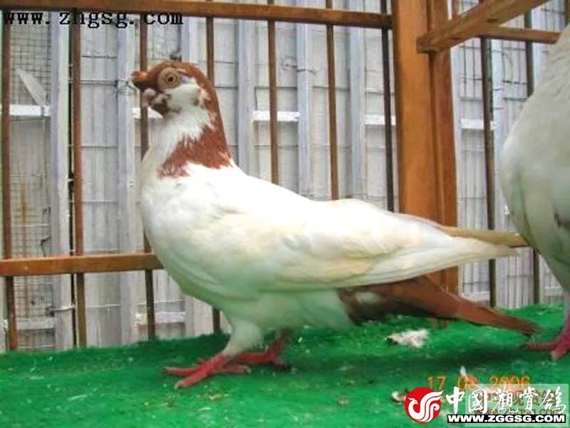 北京鸽哨制作,北京鸽哨晨曲