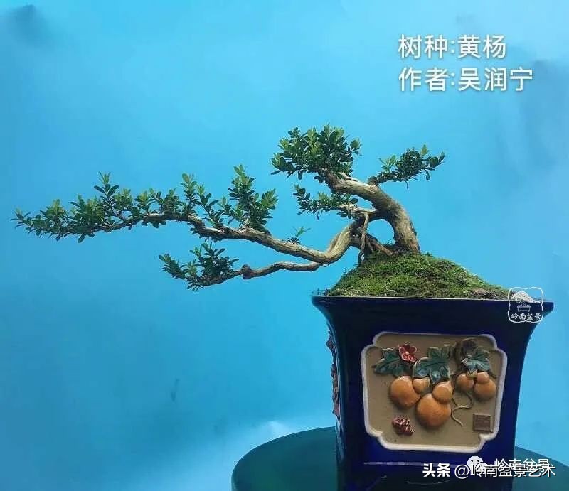 广东的盆景有哪些,适合广东玩的盆景