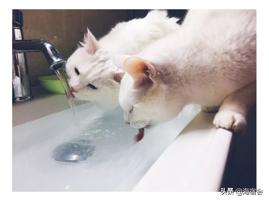 我在成都开民宿，亏得一塌糊涂