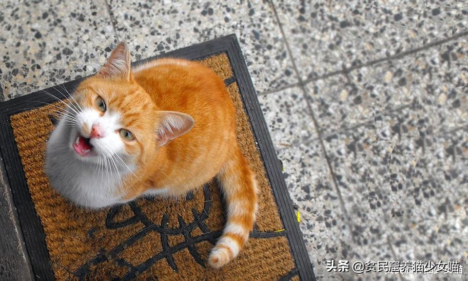 铲屎官发现俩猫咪,猫咪铲屎除臭最有效的方法