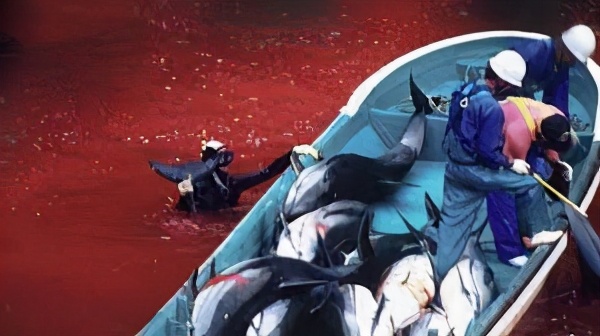 丹麦领航鲸捕杀视频,丹麦捕杀领航鲸