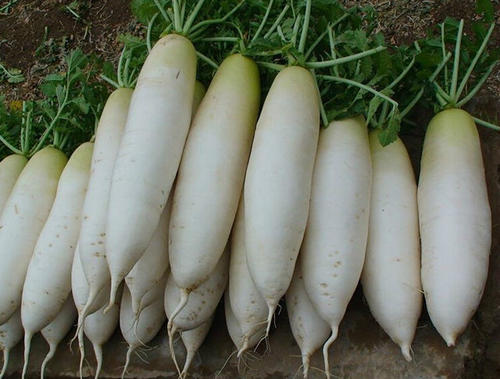 难怪饭店的泡椒萝卜条那么好吃?原来技巧全在这,2分钟就能学会