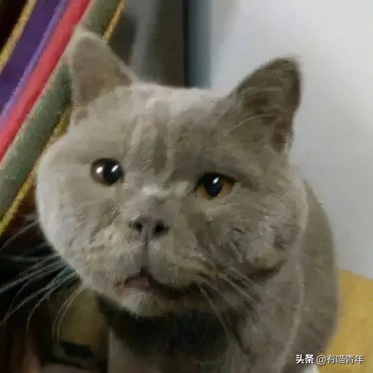 英国短蓝猫好养吗,千万别养蓝猫