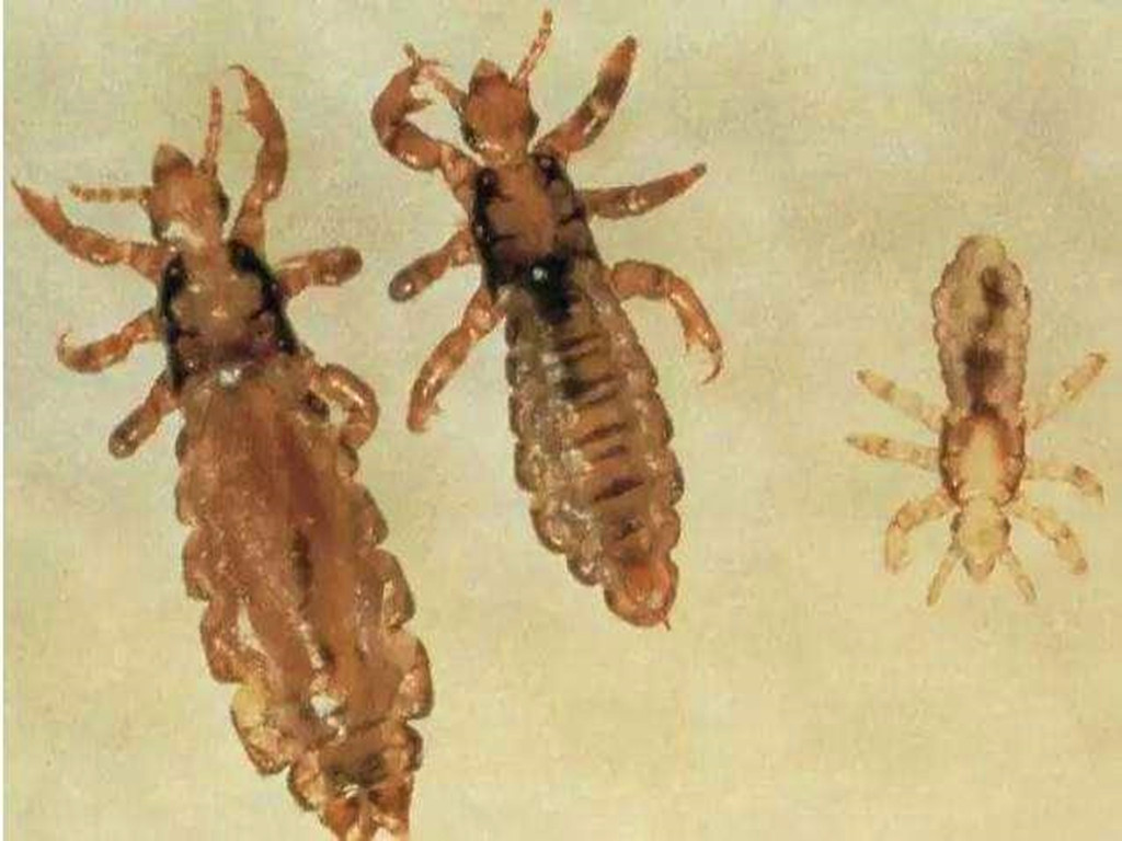 同人类祖先同时进化的人,人类进化了这么久为何还自相残杀