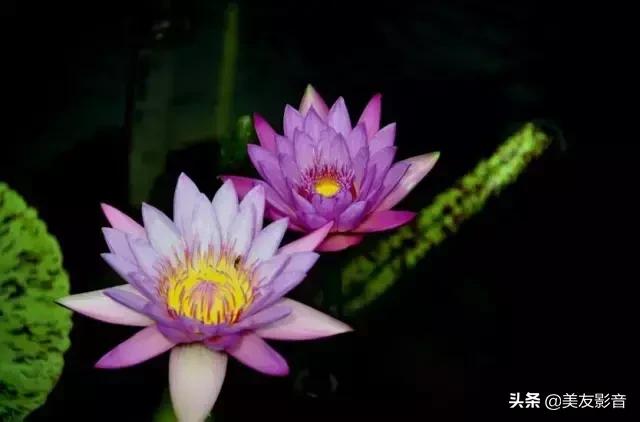 江南可采莲莲叶何田田全诗讲解,有关莲的古诗词大全