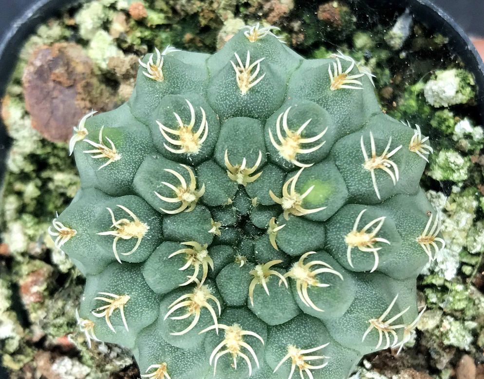 十个仙人球,最新30个仙人球品种