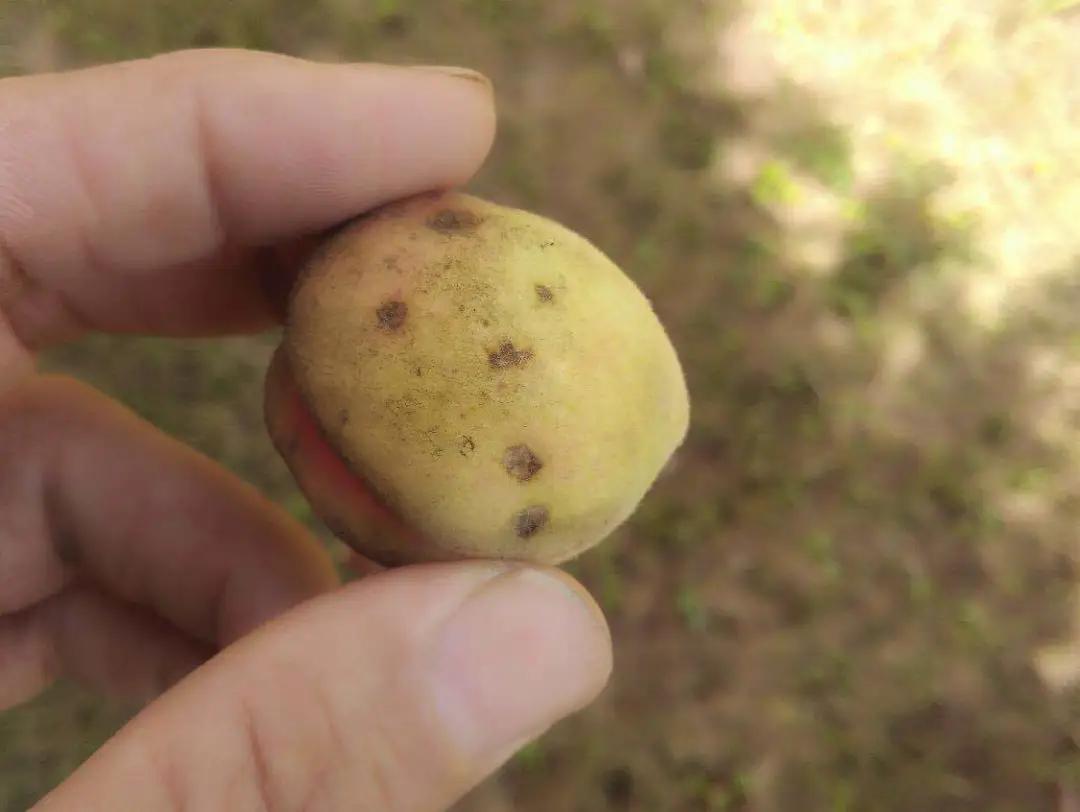 桃树果实病害图片大全,桃树几种常见病虫害图片