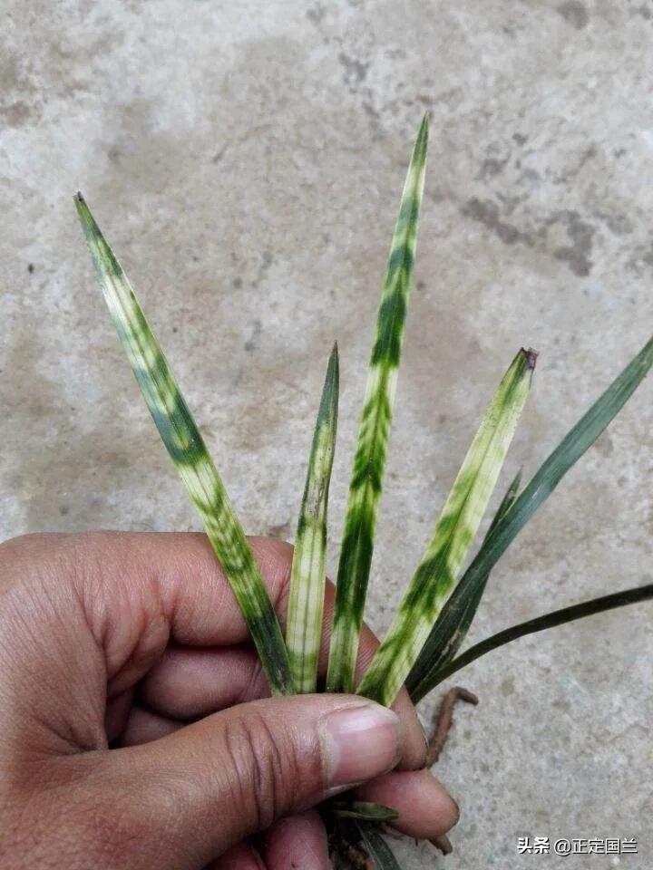 为什么兰花被称为国兰,为什么兰花又叫国兰