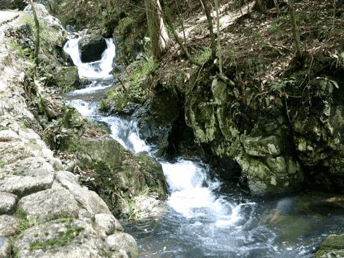 山水花鸟图片欣赏及名称,画花鸟鱼虫活灵活现