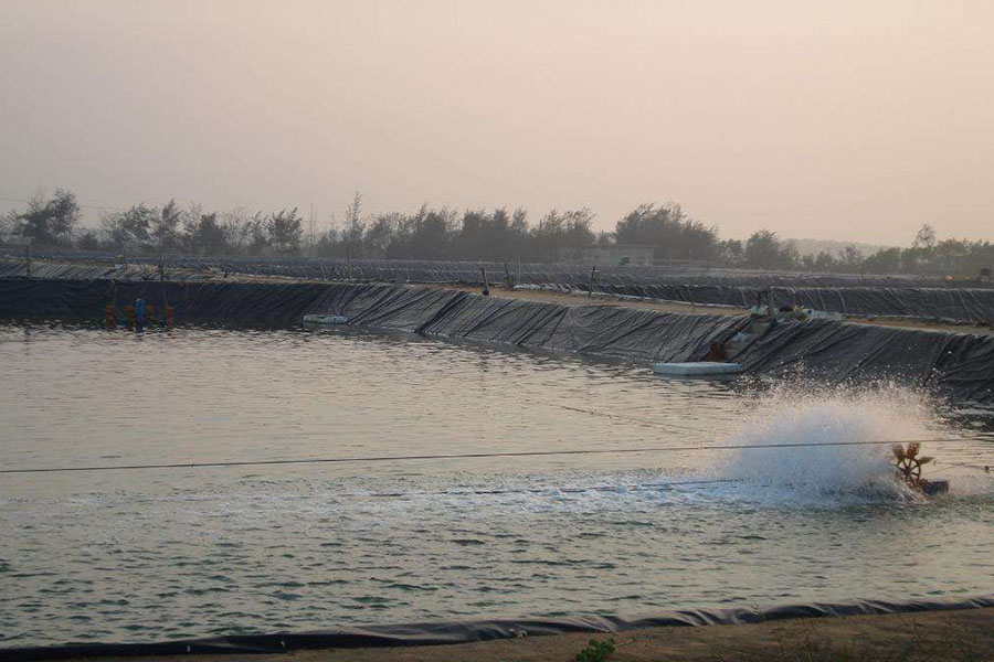 鲟鱼怎样养吃什么料,鲟鱼怎么喂养