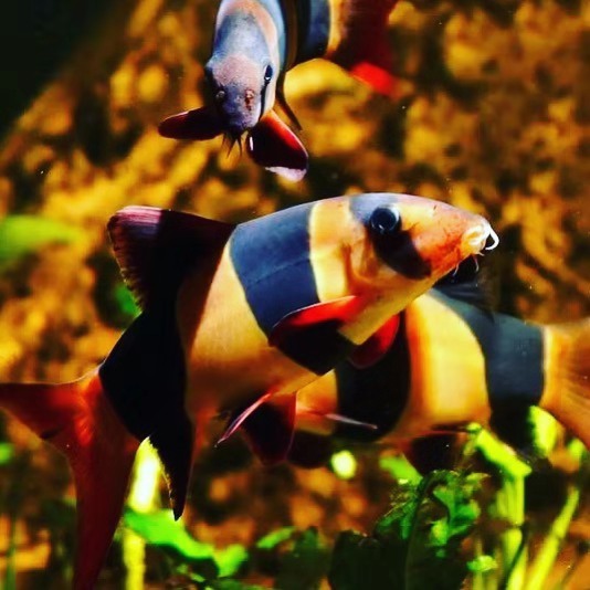 鼠年适合养鼠吗,鼠年养鼠好吗