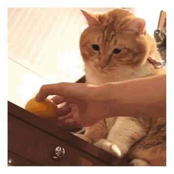 猫咪的八种习性图片,猫咪的七种性格